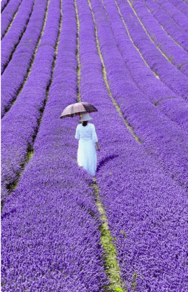 Lavender Wave
