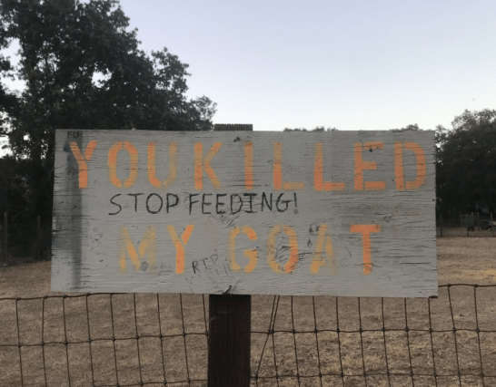 Killed_My_Goat
